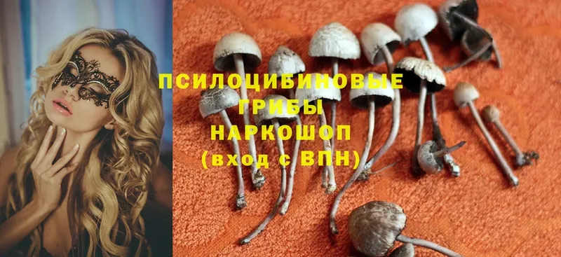 Псилоцибиновые грибы Psilocybe  Белорецк 